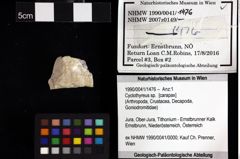 Foto (Objket + Etiketten) von Cracensigillatus acutirostrus (Moericke, 1889) 